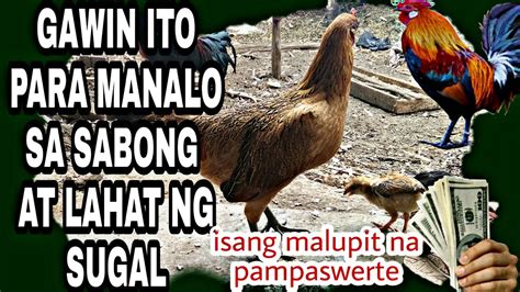 paano manalo sa sugal|Paano Manalo sa Pag sugal sa Sabong: Ultimate Thrills & Wins.